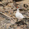 Rock Ptarmigan