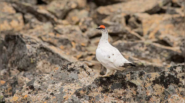 Rock Ptarmigan