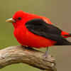 Scarlet Tanager 