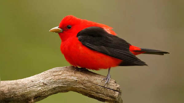 Scarlet Tanager