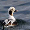 Long-tailed Duck 