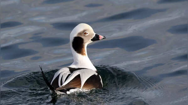 Long-tailed Duck