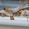 Bohemian Waxwing 