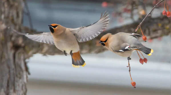 Bohemian Waxwing