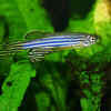 Zebrafish