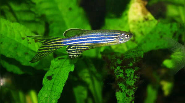 Zebrafish