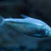 Mexican Tetra