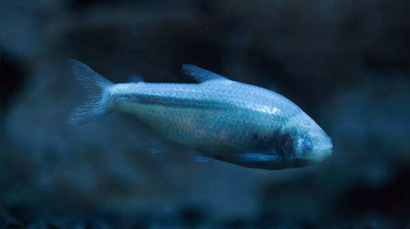Mexican Tetra