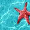 Starfish