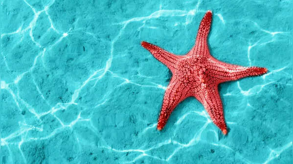 Starfish