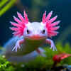 Axolotls