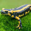 Salamanders