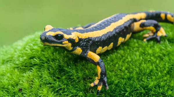 Salamanders