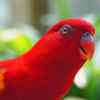 Article image for: Beautiful <i class="tbold">parrot species</i>