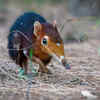 Elephant Shrew