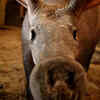 Aardvark