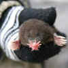 Star-Nosed Mole