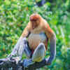 Proboscis Monkey