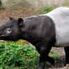 Tapir