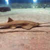 Sawfish