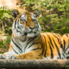 Satpura Tiger Reserve