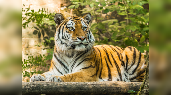 Satpura Tiger Reserve