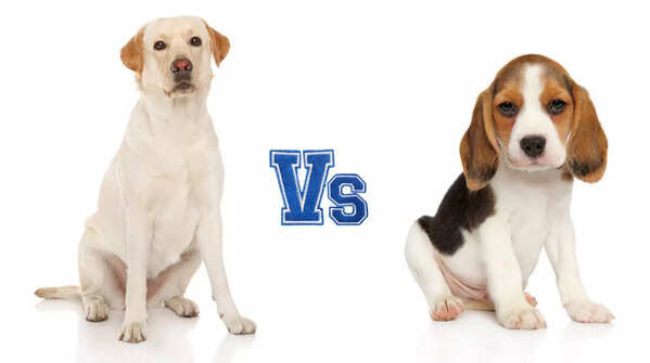 Labrador vs Beagle: Which is better for small spaces?
