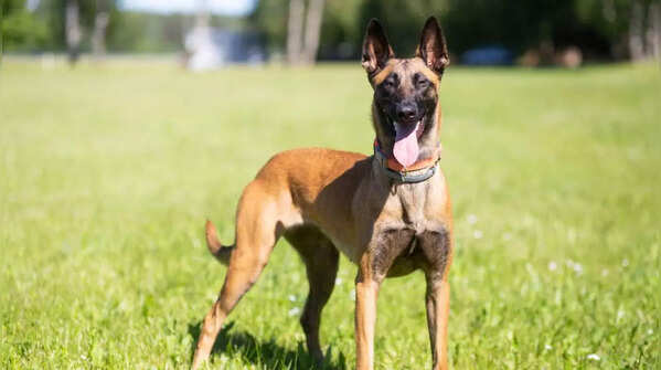 Belgian Malinois