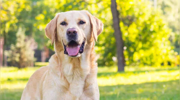 Labrador Retriever