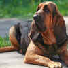  Bloodhound