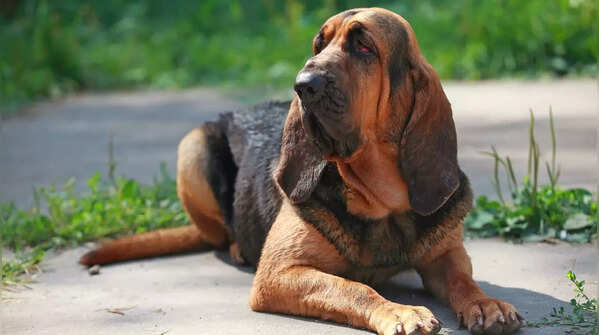 Bloodhound