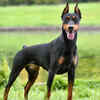 Doberman Pinscher