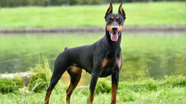Doberman Pinscher