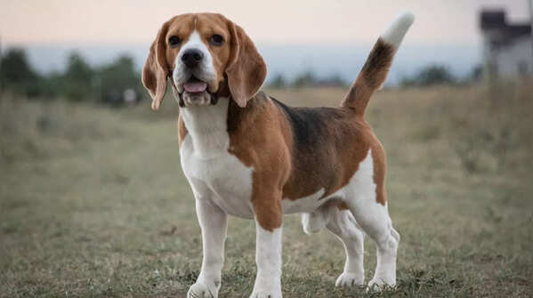 Beagle
