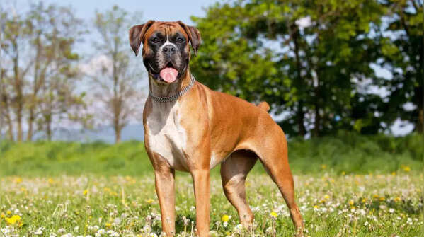 Boxer