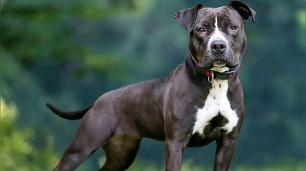 American Pit Bull Terrier