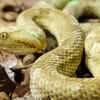 How dangerous are the snakes
