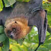 Bat