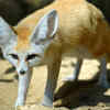 Fennec fox