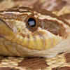 Snakes on the Snake island