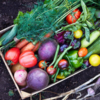 Article image for: From Torai to Parwal: Summer dishes and their benefits