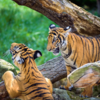 Malaysia - 150 Tigers