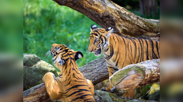 Malaysia - 150 Tigers