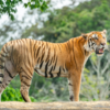 Bhutan - 151 Tigers