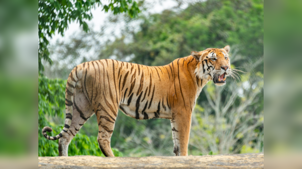 Bhutan - 151 Tigers