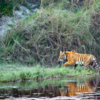 Nepal - 355 Tigers