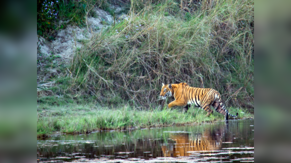 Nepal - 355 Tigers