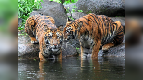 Indonesia - 400 Tigers