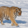Russia - 750 Tigers