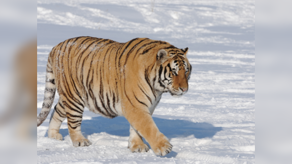Russia - 750 Tigers